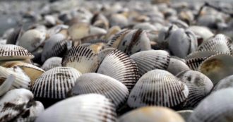 Copertina di La Conchiglia pellegrina, una snob che depura i mari