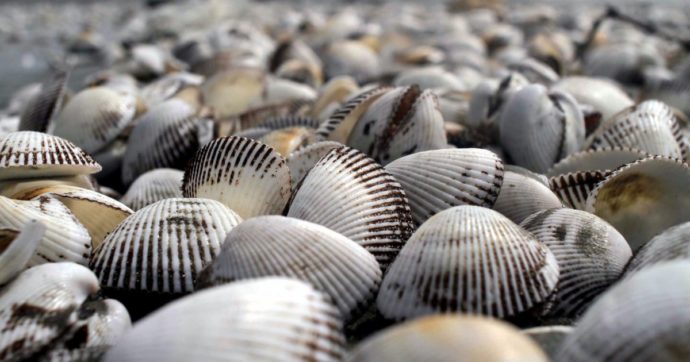 La Conchiglia pellegrina, una snob che depura i mari