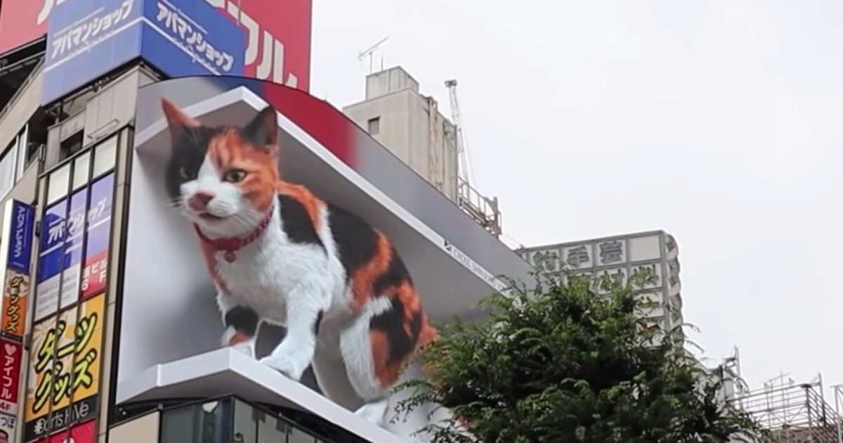 Il gatto gigantesco di Tokyo (VIDEO)