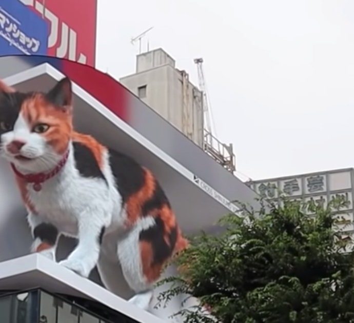 Il gatto gigantesco di Tokyo (VIDEO)