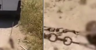 Copertina di Cane del vicino morde la mano di sua figlia: 44enne ammazza l’animale e lo trascina per strada legato ad un furgone