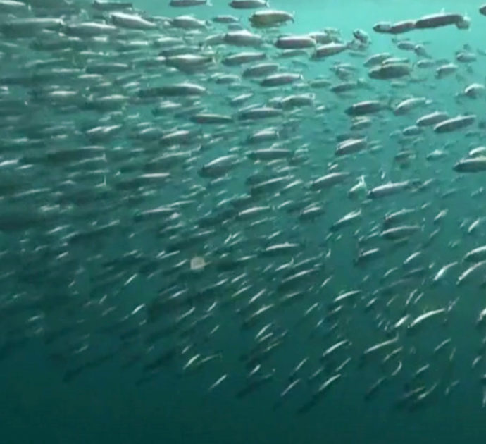Il “balletto dell’Oceano Indiano”, a danzare le sardine a banchi (cacciate da squali e delfini) – Video