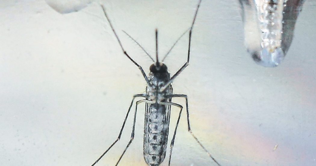 La West Nile non è del tutto una novità in Italia