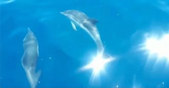 Copertina di Taranto, un branco di delfini a largo della costa: le acque dello Ionio settentrionale il luogo perfetto per questi mammiferi marini