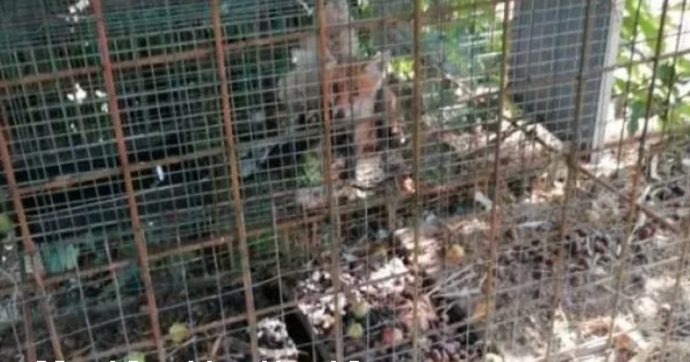 Cucciolo di volpe usato come esca e chiuso in gabbia per catturare la madre: muore di stenti