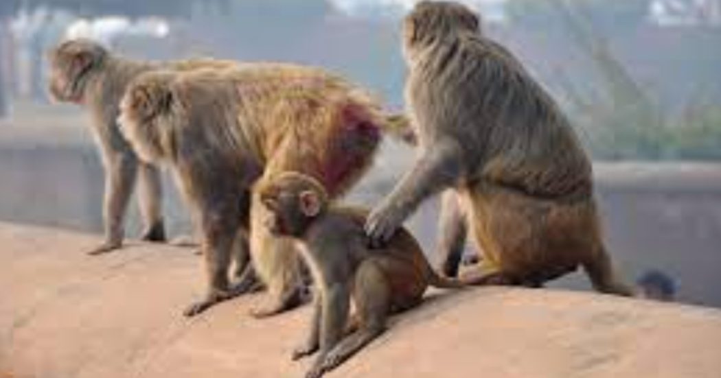 Clima, alcune specie di primati scendono dagli alberi: ennesimo segnale preoccupante