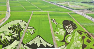 Copertina di Gli agricoltori trasformano i campi in opere d’arte: ecco la magia delle risaie giapponesi – Video
