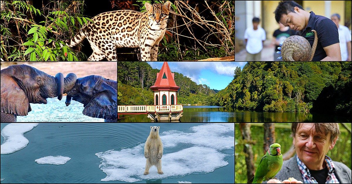 Dall’eroe dei pangolini alla foresta per il giaguaro: di fronte ai “faremo” della politica, nove storie di chi ha già creato la sua arca di Noè