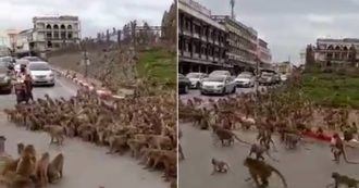 Copertina di Thailandia, migliaia di scimmie affamate si contendono il cibo in strada: traffico paralizzato