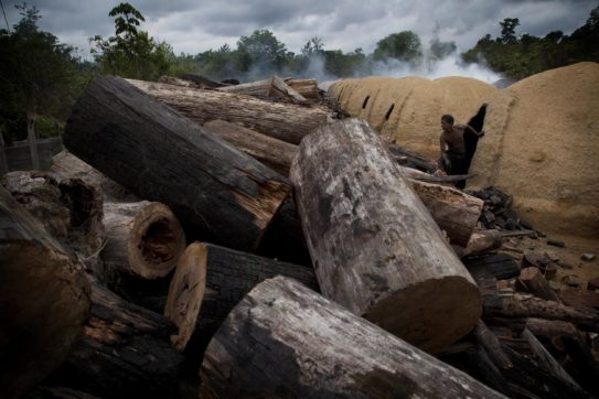 Copertina di L’Europa è tra i principali finanziatori della deforestazione globale: serve una norma