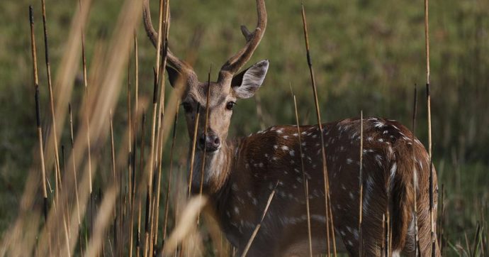 Covid, anche i cervi contagiati. Prima prova di una vasta diffusione negli animali selvatici