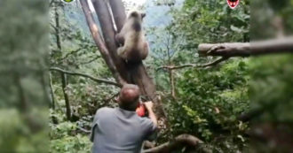 Copertina di Trentino, cucciolo di orso incastrato tra gli alberi: le complesse operazioni per liberarlo – Video