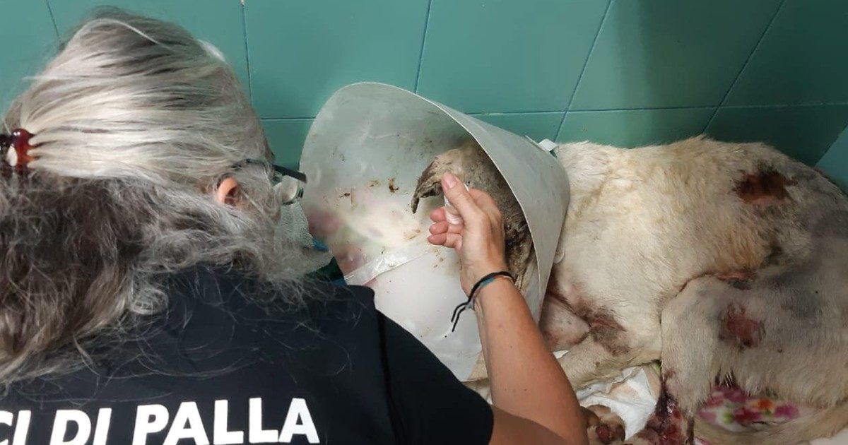 Incendi Sardegna, è morto il cane Angelo. Oltre 12 mila i commenti sotto il post dei veterinari: “Ora non soffre più”