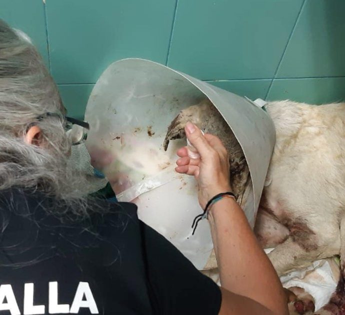 Incendi Sardegna, è morto il cane Angelo. Oltre 12 mila i commenti sotto il post dei veterinari: “Ora non soffre più”