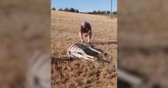 Copertina di E’ durata un giorno la fuga della zebra Achille: fuggita da Reggio Emilia è stata recuperata mentre si riposava in un campo (video)