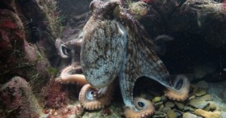 Copertina di Polpo gigante afferra un addetto alla manutenzione dell’Acquario di Genova e lo intrappola tra i suoi tentacoli – VIDEO