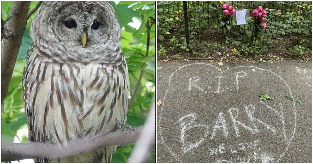 È morto Barry, l’amatissimo gufo di Central Park: si è schiantato contro un furgone mentre era a caccia di cibo
