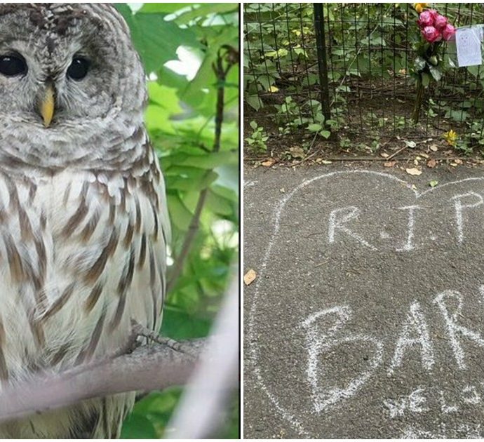 È morto Barry, l’amatissimo gufo di Central Park: si è schiantato contro un furgone mentre era a caccia di cibo
