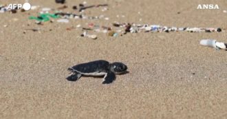 Copertina di A Cipro le tartarughe appena nate raggiungono il mare facendo lo “slalom” tra le microplastiche sulla spiaggia – Video
