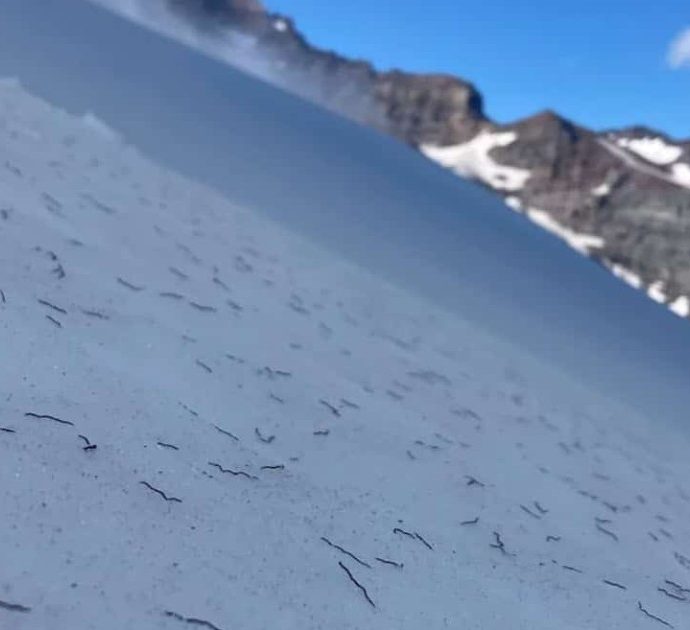 Centinaia di migliaia di misteriosi vermi invadono i ghiacciai del Nord America: la Nasa lancia l’allarme e investe 200mila dollari per studiarli