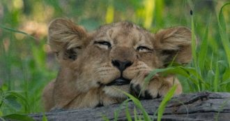 Copertina di Giornata mondiale del leone, WWf: “Ecco le 10 cose da sapere sul re della savana”