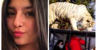 Copertina di I guardiani dello zoo lasciano la gabbia della tigre aperta: ragazza di 21 anni muore sbranata dal felino
