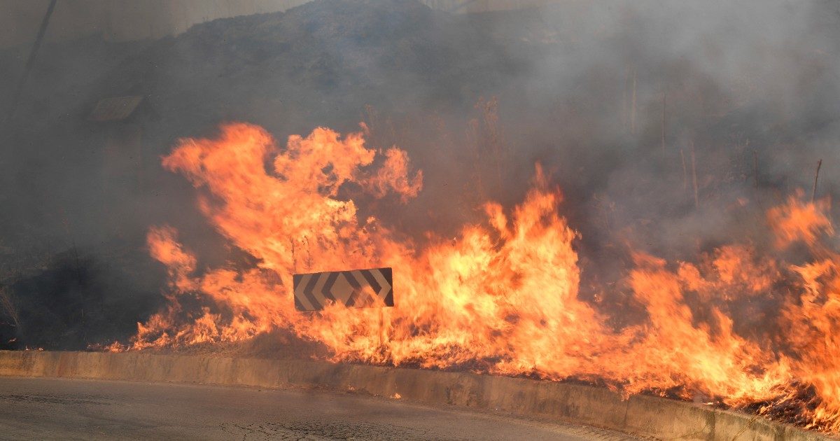 Incendi, le storie di allevatori e agricoltori nelle Isole: “Animali carbonizzati e pascoli bruciati. Non c’è più un ettaro verde, mai visto. La ripresa? Sarà complicata e lunghissima”