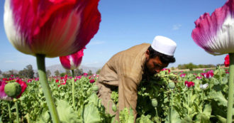 Copertina di Afghanistan, le coltivazioni di oppio quadruplicate in 20 anni di guerra: e ora si esporta direttamente l’eroina. Gli errori degli Usa e le strategie dei Talebani: “Ridurranno la sovrapproduzione per sostenere il prezzo”