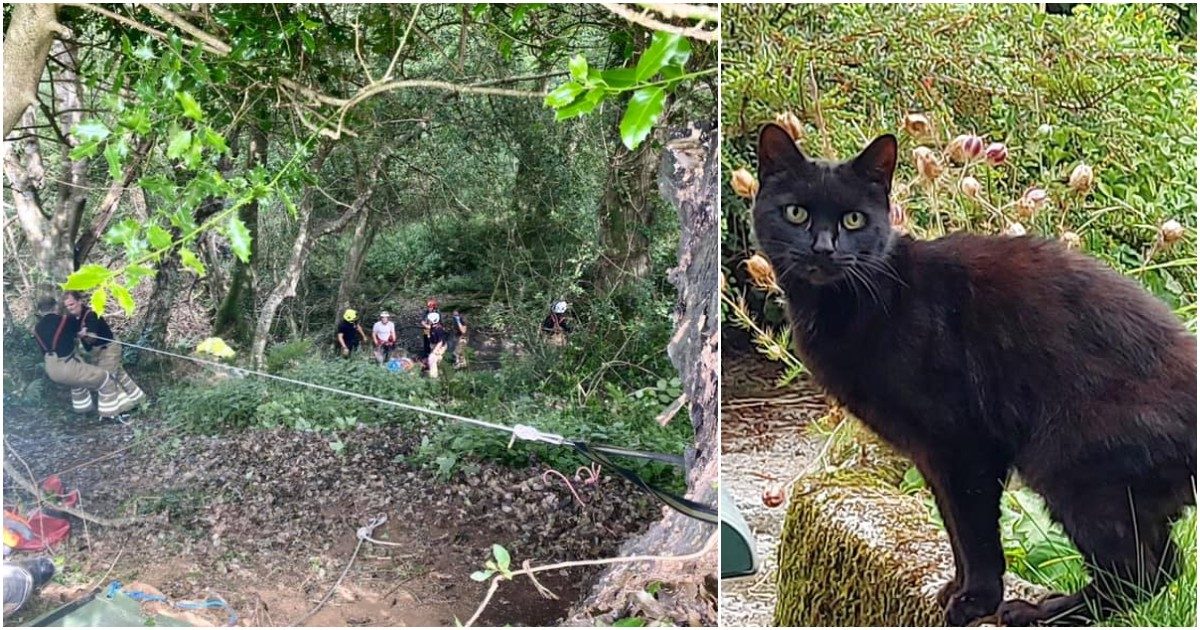 Gatto eroe salva la padrona di 83 anni caduta in un burrone: così Piran ha guidato i soccorsi