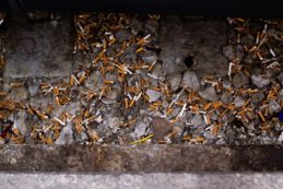 Copertina di Coltivazioni intensive e inquinamento dei mari: il fumo fa male anche all’ambiente