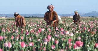 Copertina di Oppio, 9 miliardi per fermarlo Ma i campi si sono estesi di più