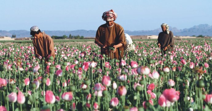 Oppio, 9 miliardi per fermarlo Ma i campi si sono estesi di più