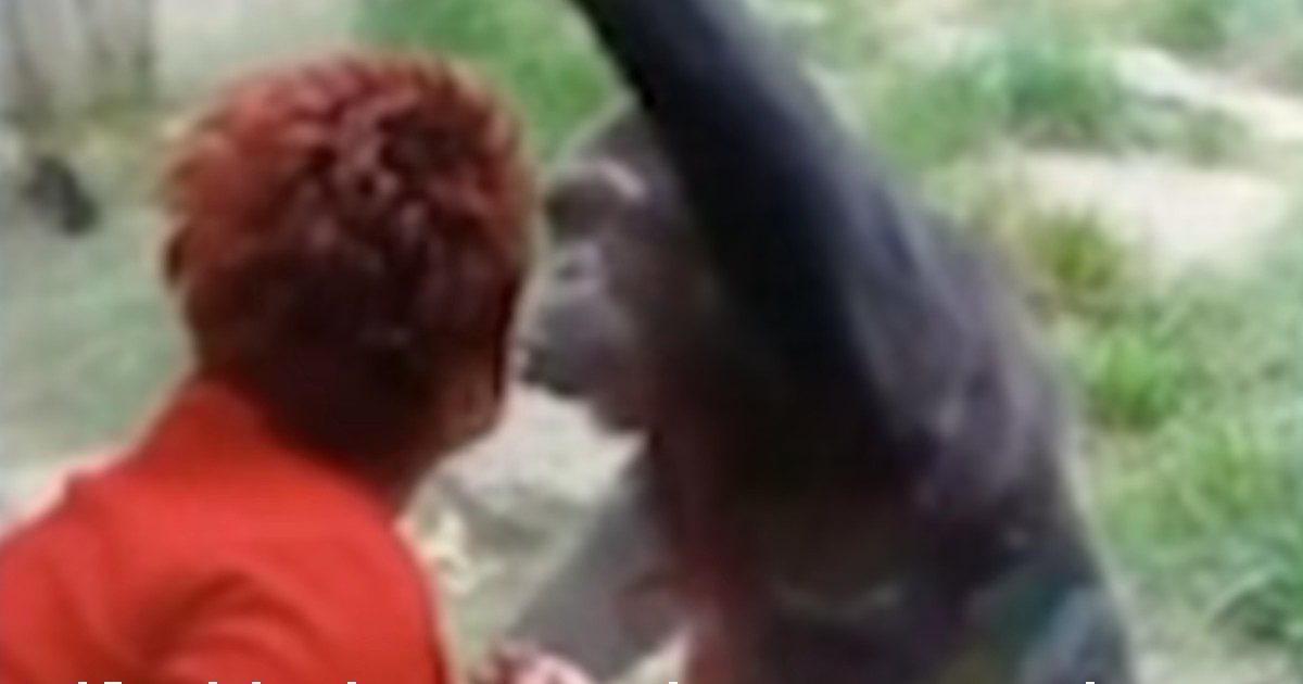 Donna allontanata dallo zoo per una ‘relazione platonica’ con uno scimpanzé (“dannosa per il primate”)