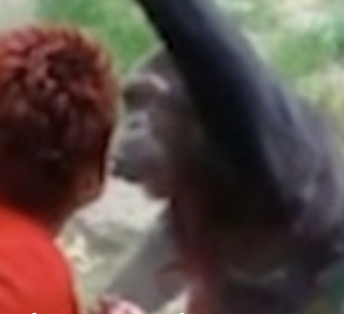Donna allontanata dallo zoo per una ‘relazione platonica’ con uno scimpanzé (“dannosa per il primate”)