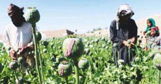 Copertina di Oppio, l’Afghanistan perde il primato dopo il divieto di coltivazione imposto dai Talebani: il primo produttore al mondo ora è il Myanmar