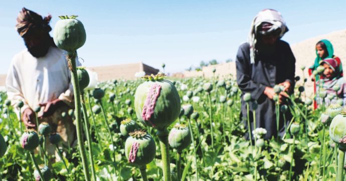 Oppio, l’Afghanistan perde il primato dopo il divieto di coltivazione imposto dai Talebani: il primo produttore al mondo ora è il Myanmar