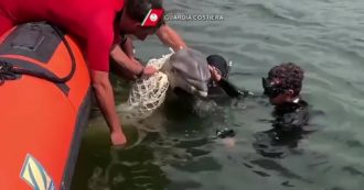 Copertina di Cucciolo di delfino resta intrappolato in una rete: il salvataggio della guardia costiera di Cagliari – Video