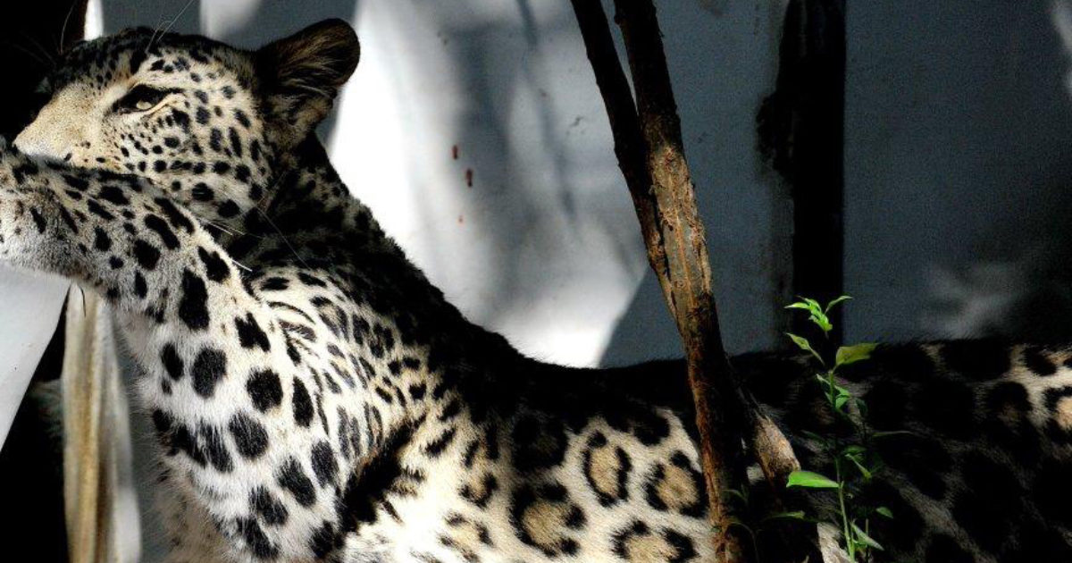 Modella attaccata da un leopardo durante un servizio fotografico: la 36enne è in gravi condizioni