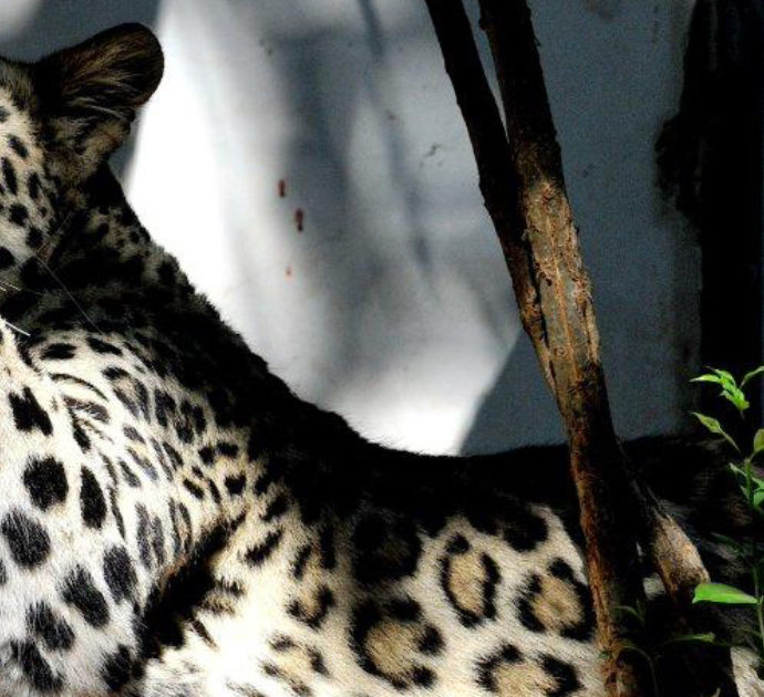 Modella attaccata da un leopardo durante un servizio fotografico: la 36enne è in gravi condizioni
