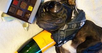 Nella Giornata Mondiale del Cane è quello della Cirinnà che spopola sui social: “Si fa un party?” “Mo’ ha fatto scappare pure la cameriera”