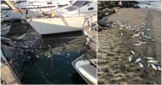 Copertina di Moria di pesci a Fiumicino, centinaia carcasse spiaggiate a Focene e nella darsena – Video