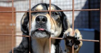 Copertina di Scoperto canile abusivo a Bussolengo, salvati 40 cani dalla Guardia di Finanza di Verona