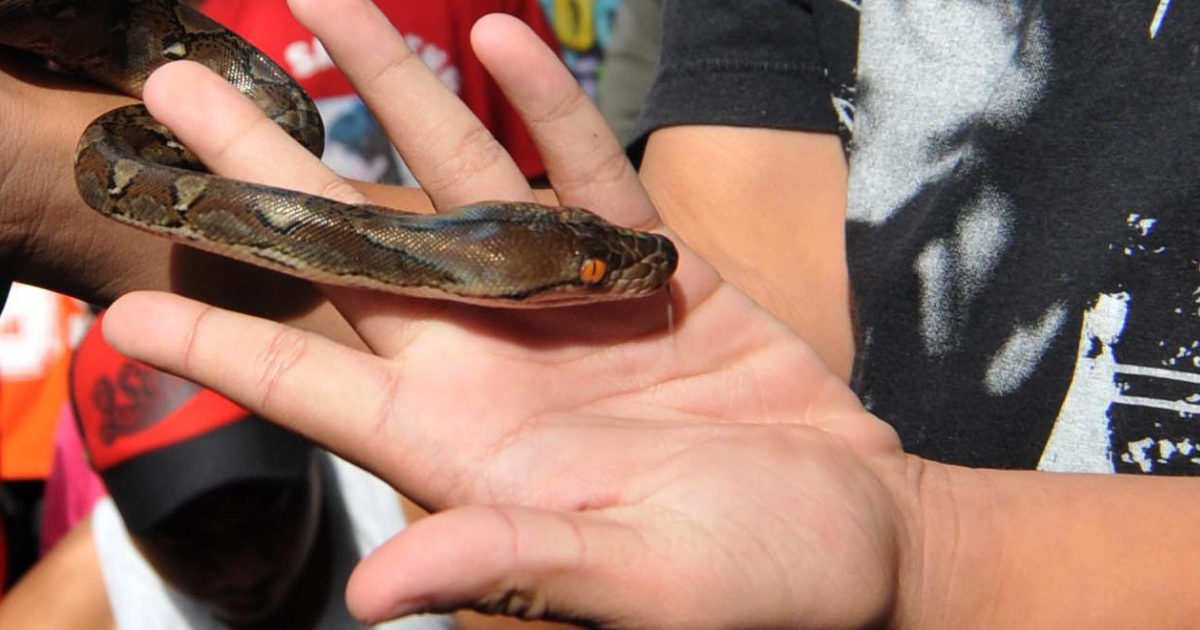 Bambina di 5 anni morsa sul viso da un serpente velenoso dello zoo: “Di solito non attacca le persone”. Ecco la possibile spiegazione