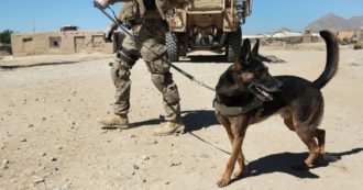 Copertina di Afghanistan, gli animalisti contro Biden: “Cani soldato abbandonati a Kabul. Ora saranno torturati e uccisi”. Il Pentagono smentisce