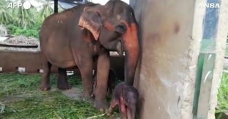 Copertina di Parto gemellare di elefanti in Sri Lanka: nati a distanza di poche ore l’uno dall’altro. Le prime immagini del raro evento – Video