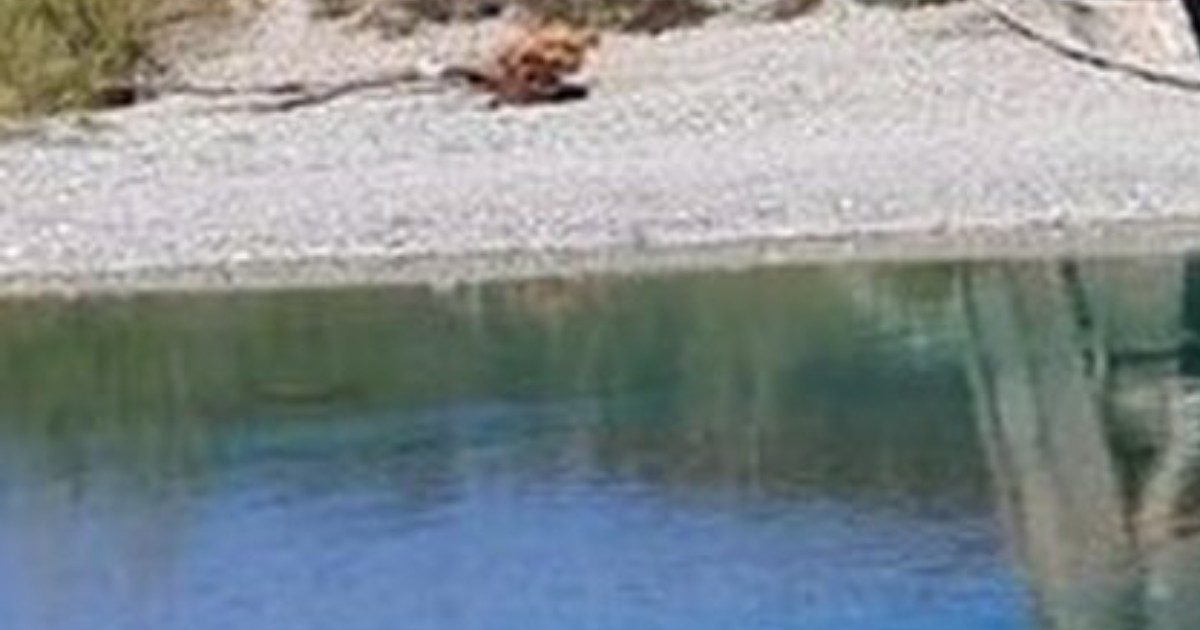 Allarme batteri tossici nel fiume Magra: vietati bagni, scampagnate e grigliate