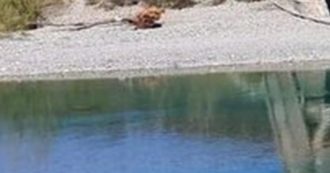 Copertina di Allarme batteri tossici nel fiume Magra: vietati bagni, scampagnate e grigliate