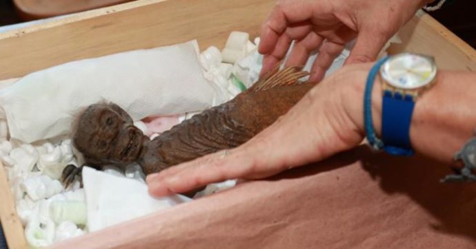 “Mostro-sirena’ ritrovato nell’intercapedine di un muro del Museo di Storia Naturale di Milano: ha capelli umani, unghie d’uccello e pinne di pesce