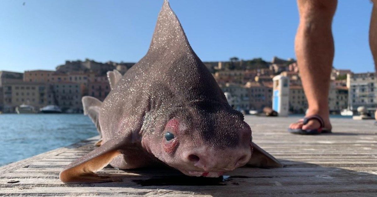 Trovato raro esemplare di pesce porco lungo più di un metro: lo squalo che grugnisce era nelle acque dell’Isola d’Elba