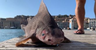 Copertina di Trovato raro esemplare di pesce porco lungo più di un metro: lo squalo che grugnisce era nelle acque dell’Isola d’Elba